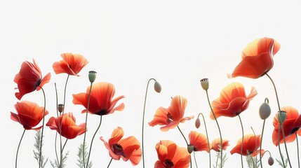 Naklejka premium Bright red poppies on a white background captured in minimalist style. Perfect for nature-themed artwork or floral design. Ideal for prints, decor, or digital media use. AI