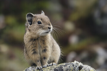 Alert Pika on Rocky Perch: Adorable Mountain-Dwelling Rodent in Natural Habitat