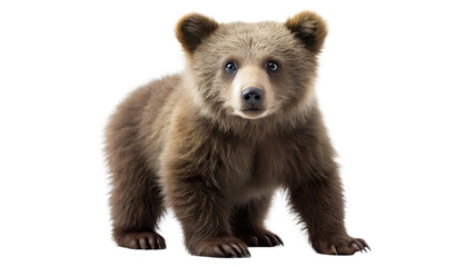 Fototapeta premium Bear cub. PNG