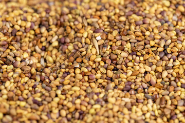 clover seeds for growing in fields