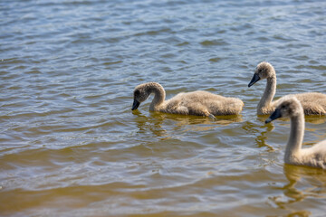 young swans in gray down swim on the lake