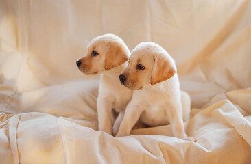 Two cute puppies on a soft cozy cream blanket. Cute little dogs of the golden retriever breed on a beige