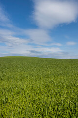 beautiful green wheat sprouts in sunny weather