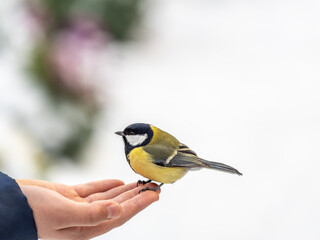 Naklejka premium A tit sits on a man's hand and eats seeds.