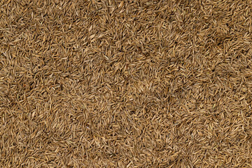mixed seeds of perennial and annual grass for lawn