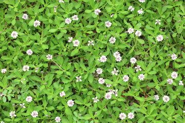 Phyla nodiflora, commonly known as the Turkey Tangle Frogfruit