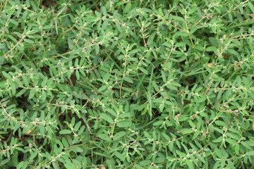 Euphorbia prostrata Aiton. green grass background