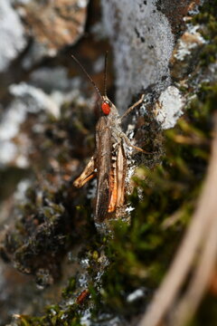 Saltamontes con un acaro parasito en la cabeza