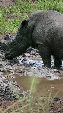 Big African rhinoceros animal wallowing and sitting in mud on 4K vertical video.