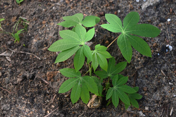 A young manioc plant is sprouting from the root stem that has been planted in the ground