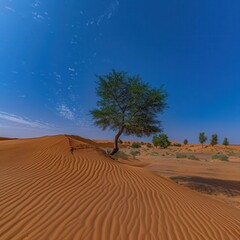 Naklejka premium A solitary tree stands resilient in a vast desert landscape under a clear blue sky, surrounded by rolling sand dunes.