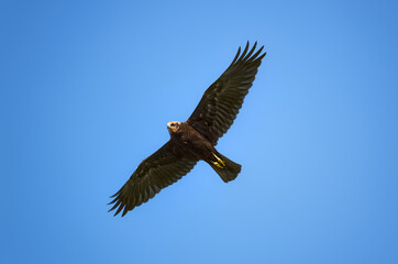 Obraz premium Marsh harrier, spreading its wings, soars above the ground against the background of the blue sky