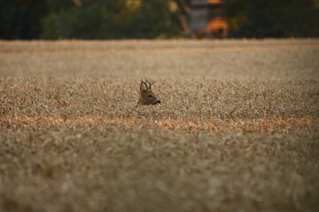 Reh im Feld