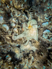 An octopus on the rocky seabed, with some fishes around it. Its textured skin camouflages among the stones