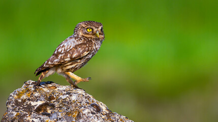 Little Owl, Athene noctua, Mediterranean Forest, Castilla y Leon, Spain, Europe