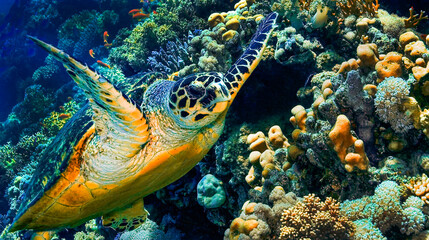Green Turtle, Chelonia mydas, Coral Reef, Red Sea, Egypt, Africa