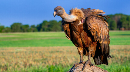 Eurasian Griffon Vulture, Gyps fulvus, Agricultural Fields, Castilla y Leon, Spain, Europe