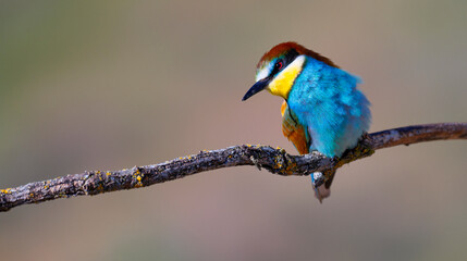 Bee-eater, Merops apiaster, Mediterranean Forest, Castilla y Leon, Spain, Europe