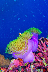 Pink Anemonefish, Amphiprion perideraion, Magnificent Sea anemone, Heteractis magnifica, Reef Building Corals, Coral Reef, Bunaken National Marine Park, Bunaken, North Sulawesi, Indonesia, Asia