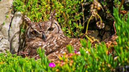 Spotted Eagle-owl, Bubo africanus, Walker Bay Nature Reserve, Gansbaai, Western Cape, South Africa, Africa