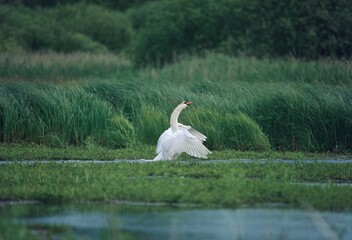 Schwan im Brenner Moor