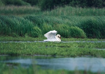 Schwan im Brenner Moor