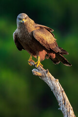 Black Kite, Milvus migrans, Agricultural Fields, Castilla y Leon, Spain, Europe