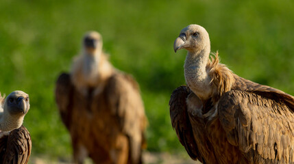 Eurasian Griffon Vulture, Gyps fulvus, Agricultural Fields, Castilla y Leon, Spain, Europe