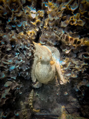 Closeup of an octopus in the center of the image resting on the sea floor surrounded by algae and fish