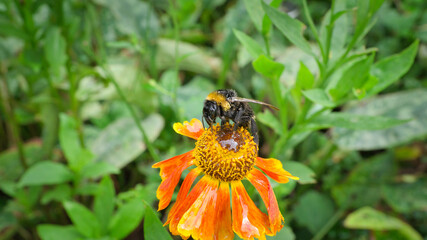 Bumblebee on a flower collecting nectar. Insect on a flower with pollen in nature