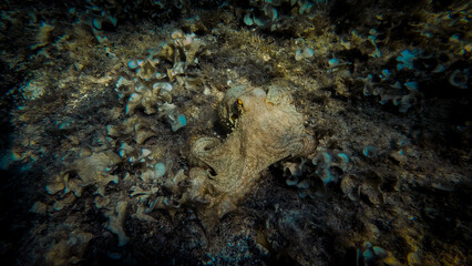 An octopus standing on the seabed of rocks and algae with direct lighting in a dark environment © Gustavo Muñoz
