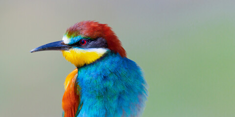 Bee-eater, Merops apiaster, Mediterranean Forest, Castilla y Leon, Spain, Europe
