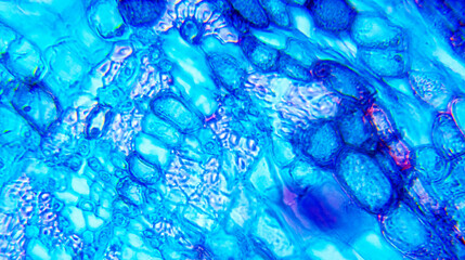 Tilia Stem under Optical Microscope