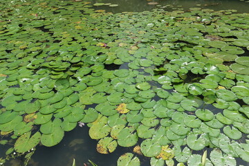 シンガポールの水草