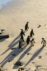 Members of the African Penguin colony at Boulders Beach in South Africa gather at the water’s edge