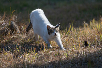 Fototapeta premium 伸びをする可愛い猫