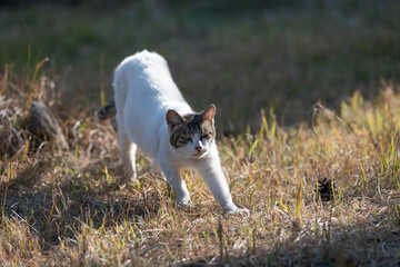 伸びをする可愛い猫