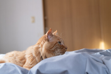 ベットの上でくつろぐ猫　茶トラ猫