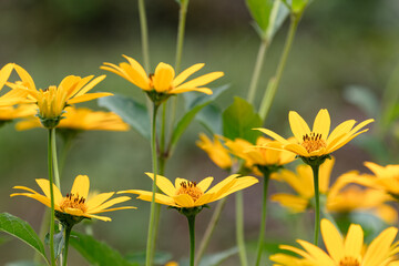ヒメヒマワリの花03