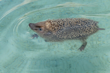 A cute hedgehog cools down from the summer heat by bathing in fresh water