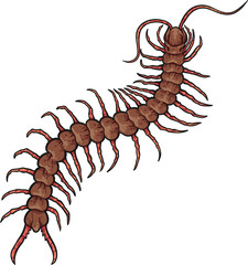 Centipede, Giant Centipede, Brown Centipede