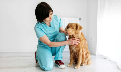 An Adorable Adult Red Nova Scotia Toller Retriever Dog Being Examined In A Vet Clinic