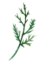 Cedar branch png leaf sticker, watercolor botanical illustration on transparent background