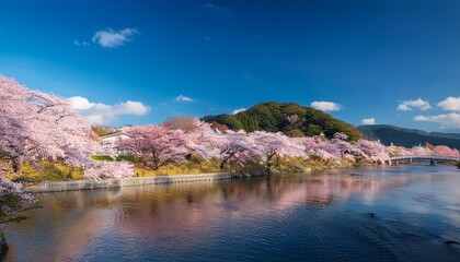 Cherry blossom avenue: sakura-lined avenue.