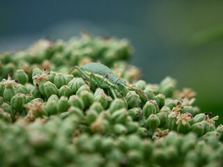 Farfalle, coleotteri e scarabei nel Parco Nazionale della Maiella