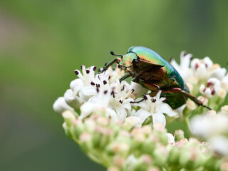 Farfalle, coleotteri e scarabei nel Parco Nazionale della Maiella