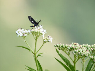 Farfalle, coleotteri e scarabei nel Parco Nazionale della Maiella