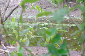 spring in the forest