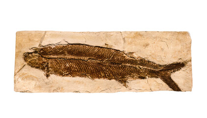 Prehistoric fish fossil impint in stone isolated on a white background