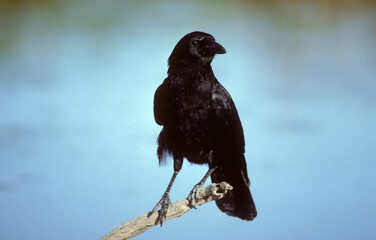 Corneille d'Amérique,.Corvus brachyrhynchos, American Crow